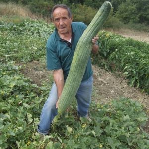 Семена от Пъпешова краставица "Тортарело Абруцезе" Светлозелено (MELON CUCUMBER) 100 броя
