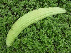 Семена от Пъпешова краставица "Тортарело Абруцезе" Светлозелено (MELON CUCUMBER) 100 броя