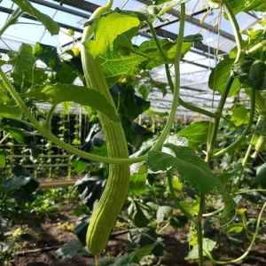 Семена от Пъпешова краставица "Тортарело Абруцезе" Светлозелено (MELON CUCUMBER) 100 броя