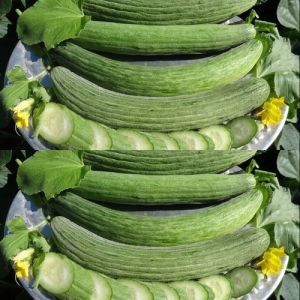 Семена от Пъпешова краставица "Тортарело Абруцезе" Светлозелено (MELON CUCUMBER) 100 броя