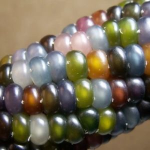 Семена от Декоративна Царевица - Glass Gem - 25 броя