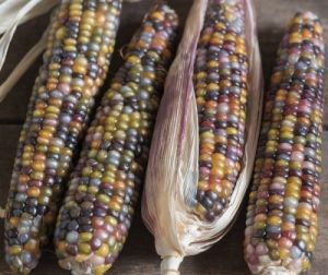 Семена от Декоративна Царевица - Glass Gem - 25 броя