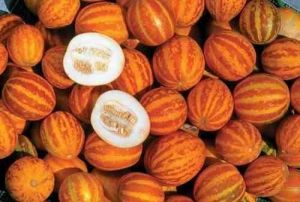 Melon Seeds - "Queen Anns Pocket" - 10 pieces