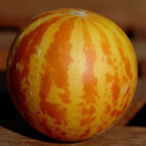 Melon Seeds - "Queen Anns Pocket" - 10 pieces