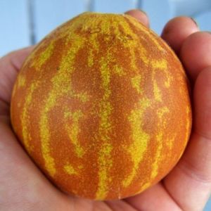 Melon Seeds - "Queen Anns Pocket" - 10 pieces