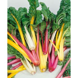 Swiss chard seeds - 5 colors - 100 pieces