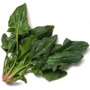 "Amsterdam Giant Leaf" Spinach Seeds - (Amsterdams Reuzenblad) - 100 grams