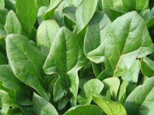 "Amsterdam Giant Leaf" Spinach Seeds - (Amsterdams Reuzenblad) - 100 grams
