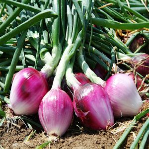 Sweet Onion Seeds - Tropea Rossa Tonda - 5 g