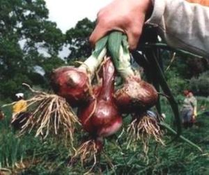 Sweet Onion Seeds - Tropea Rossa Tonda - 5 g