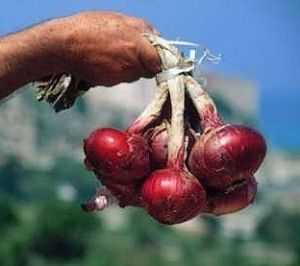 Sweet Onion Seeds - Tropea Rossa Tonda - 5 g