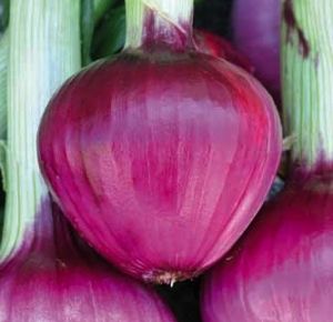 Sweet Onion Seeds - Tropea Rossa Tonda - 5 g