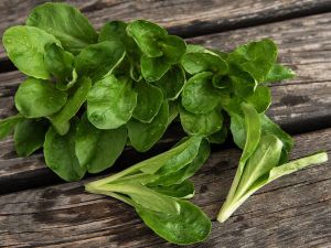 Lettuce Seeds - Verte de Cambrai - 25 grams