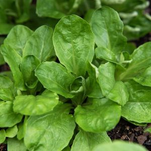 Lettuce Seeds - Verte de Cambrai - 25 grams