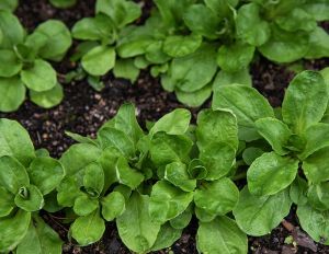Lettuce Seeds - Verte de Cambrai - 25 grams
