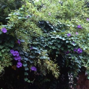 Семена от Цветя - Ipomea purpurea "Grandpa Ott" - 60 семена (2 гр.)