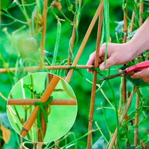 Green trellis wire fo plant support, ø 5 mm (5 m)