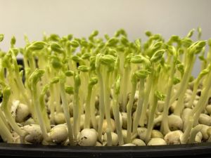 Семена от Грах (Pea Tendril) 700 гр