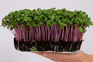 China Rose Radish Seeds 300 g