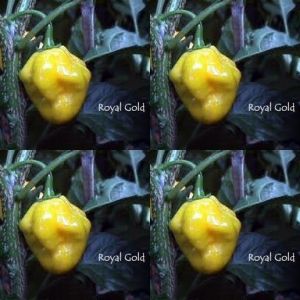 Hot Peppers - Royal Gold - 10 seeds
