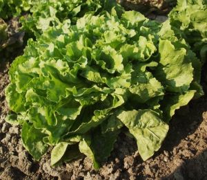 Lettuce - ANDIJVIE "Nummer Vijf 2" ± 1750 seeds (3 g)