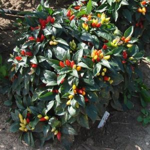 Chili Pepper Seeds - Starburst - 15 pieces