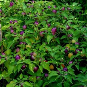 Chili Peppers - Moranguinho - 15 seeds