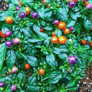 Chili Peppers - Moranguinho - 15 seeds