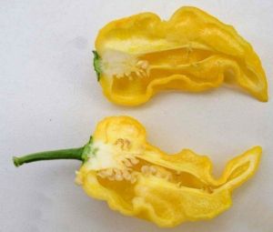 Chili Pepper Seeds - Limòn -15 pieces