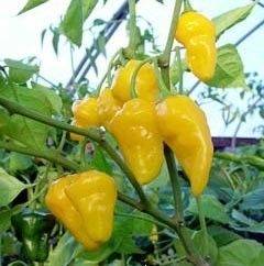 Chili Pepper Seeds - Limòn -15 pieces