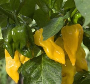 Chili Pepper Seeds - Limòn -15 pieces