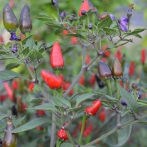 Chili Pepper Seeds - Italiano Adorno - 15 pieces