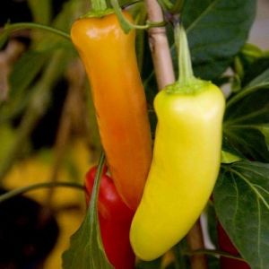 Hot Pepper Seeds - Hungarian Yellow Wax - 25 pieces