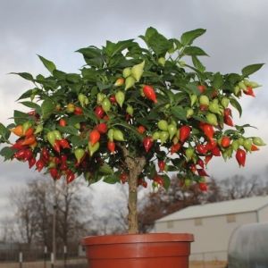 Chili Pepper Seeds - Button Red - 15 pieces