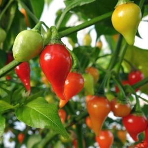 Chili Pepper Seeds - Button Red - 15 pieces