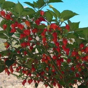 Chili Pepper Seeds - Button Red - 15 pieces