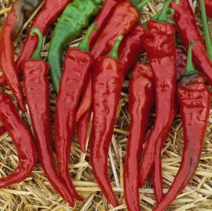 Hot Pepper Seeds - Cayenne Red - 25 pieces