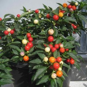 Hot Pepper Seeds - Balls of Fire - 15 pieces