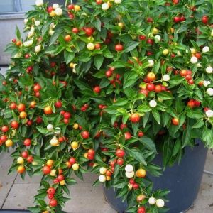 Hot Pepper Seeds - Balls of Fire - 15 pieces