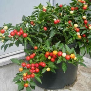 Hot Pepper Seeds - Balls of Fire - 15 pieces