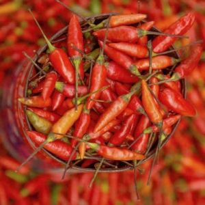Chili Pepper Seeds - Bahian Sauce - 15 pieces