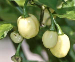 Chili Pepper Seeds - White Molly/ White Bullet - 15 pcs