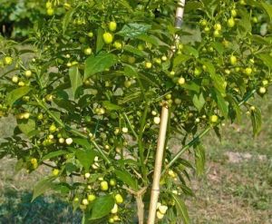 Chili Pepper Seeds - White Molly/ White Bullet - 15 pcs