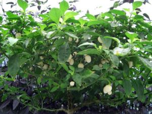 Chili Pepper Seeds - White Molly/ White Bullet - 15 pcs