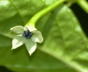 Chili Pepper Seeds - White Molly/ White Bullet - 15 pcs