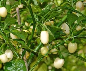 Chili Pepper Seeds - White Molly/ White Bullet - 15 pcs
