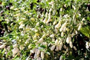 Chili Pepper Seeds - White Molly/ White Bullet - 15 pcs