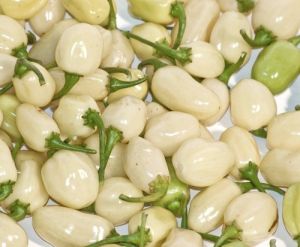 Chili Pepper Seeds - White Molly/ White Bullet - 15 pcs
