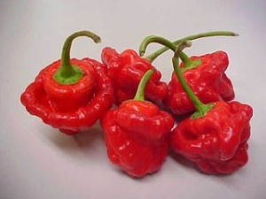 Hot Pepper Seeds - Habanero Red - 25 pieces