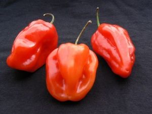 Hot Pepper Seeds - Habanero Red - 25 pieces